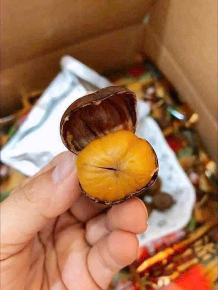 Combo 2 gói Hạt Dẻ Lông Ocia 260g- Nhật