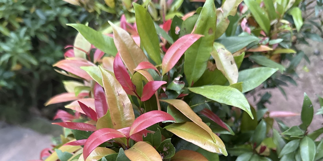 Rẻ đẹp- Sang xịn💥💥