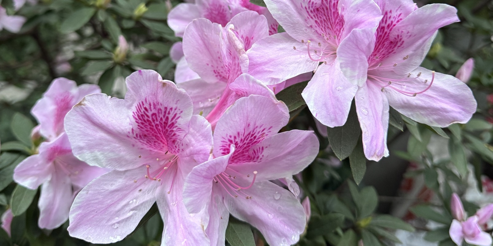 Tưng bừng Khai Xuân💥💥😍