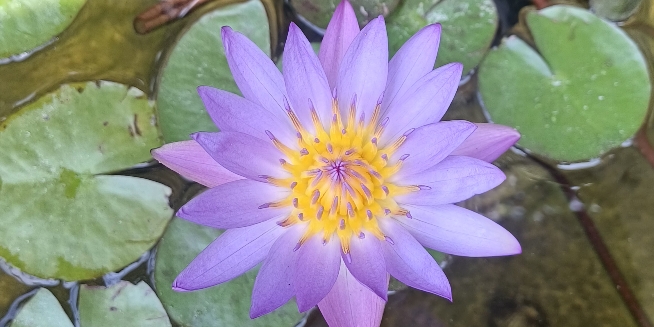 Lại