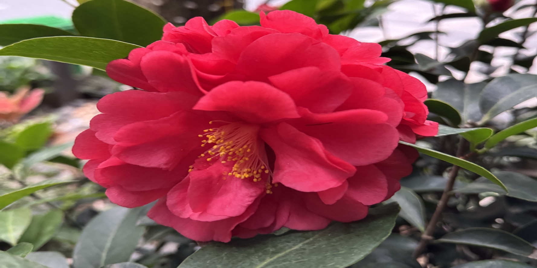 Lô Vip chơi Tết- Du Xuân💥💥