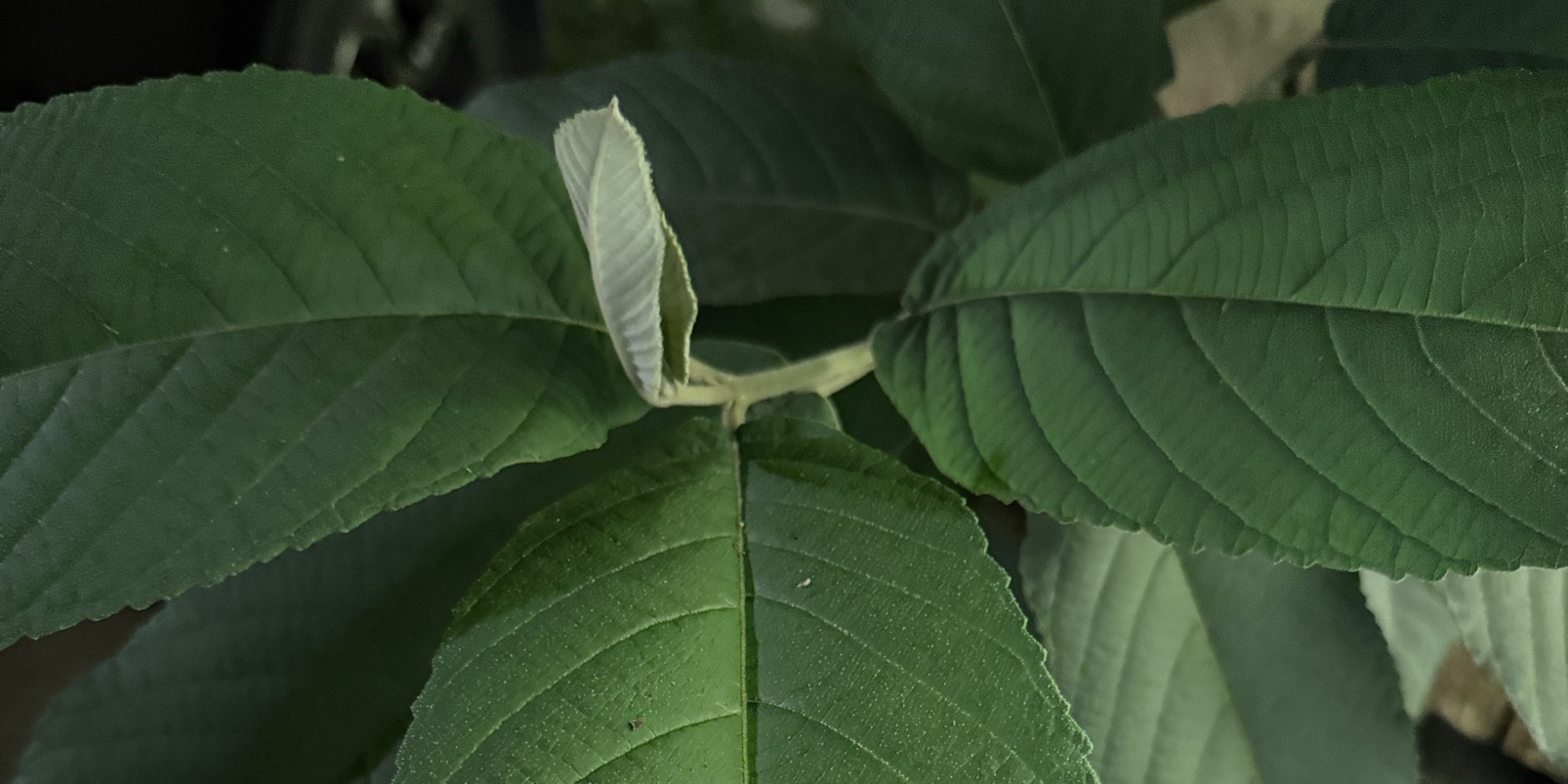 Thoát sức săn hàng Pháp💥💥