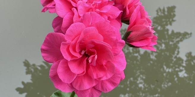 Tháng 4 về rực rỡ💥💥