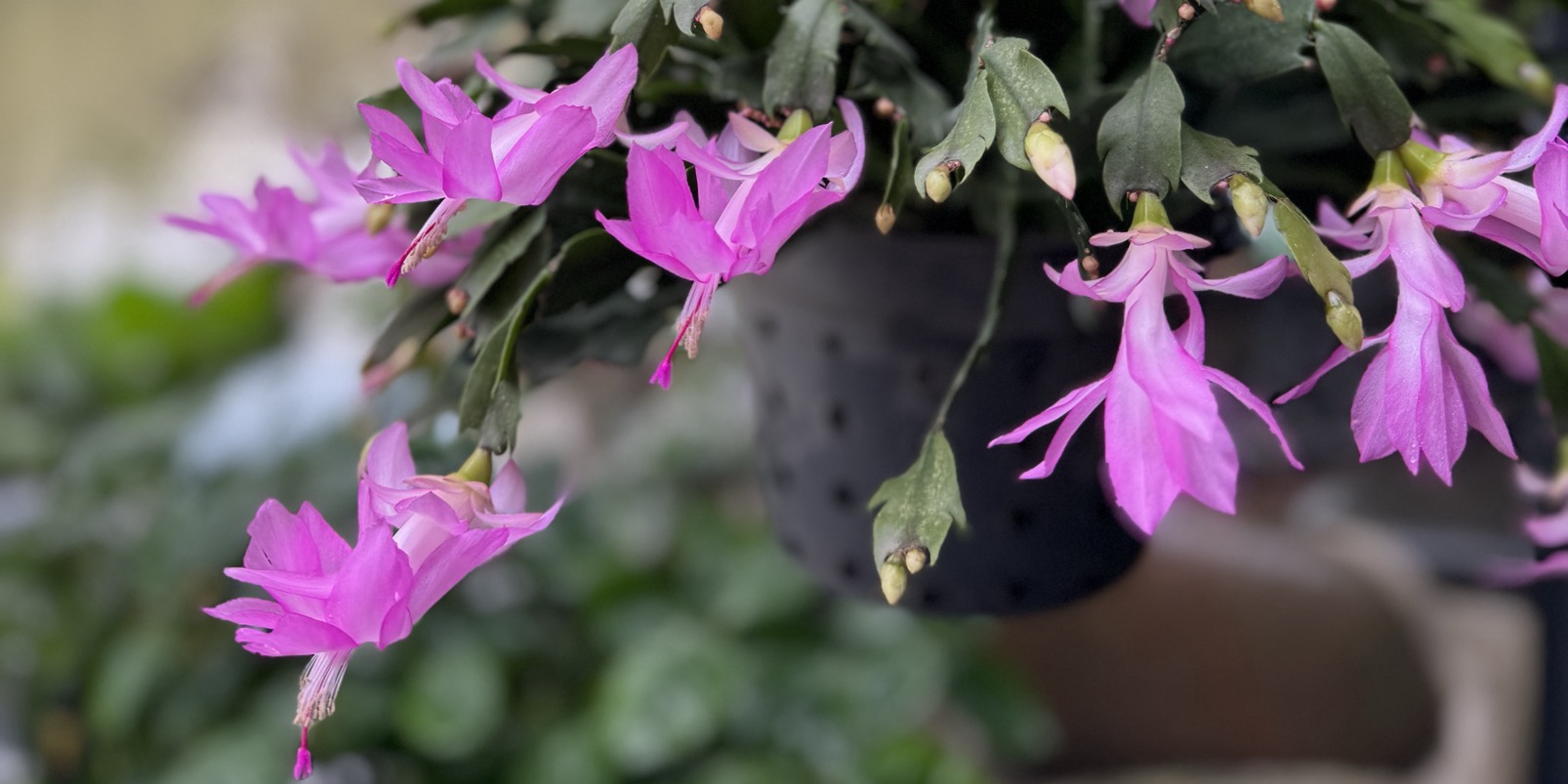 Lô Vip Du Xuân nhé💥💥